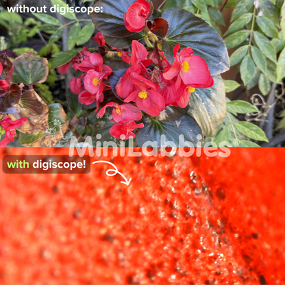 Digiscope close-up sample